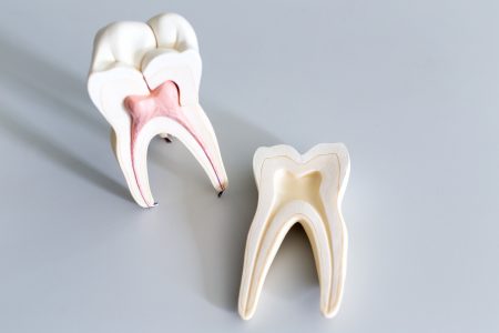 Tooth model for education in laboratory.